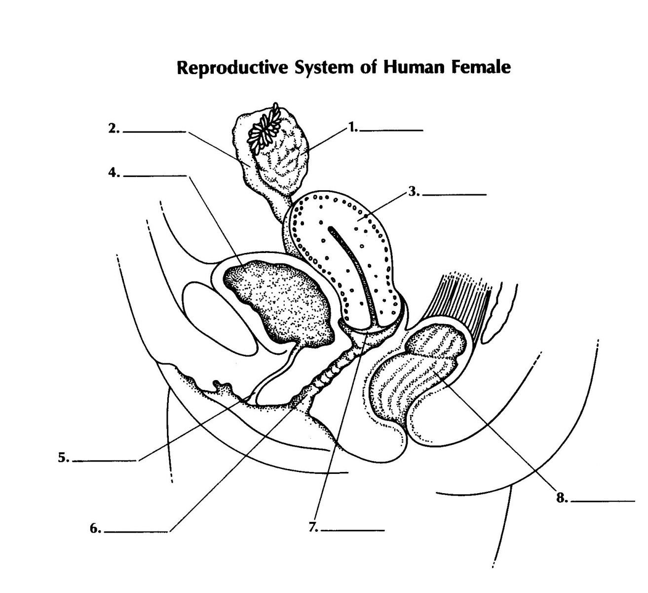 What are some of the parts of the female reproductive system?